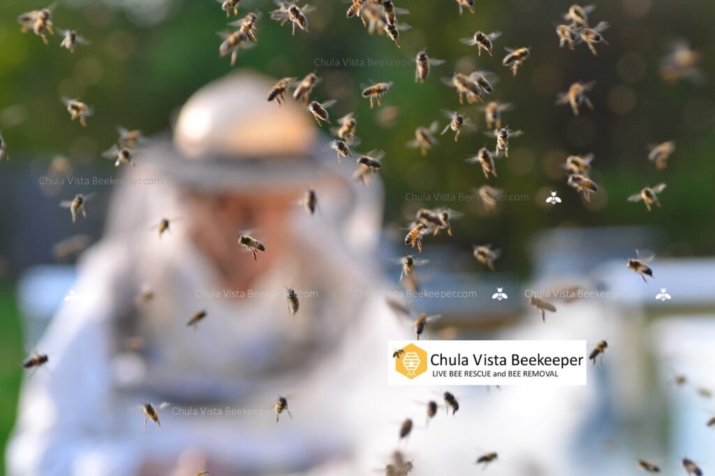 Chula Vista Bee Removal