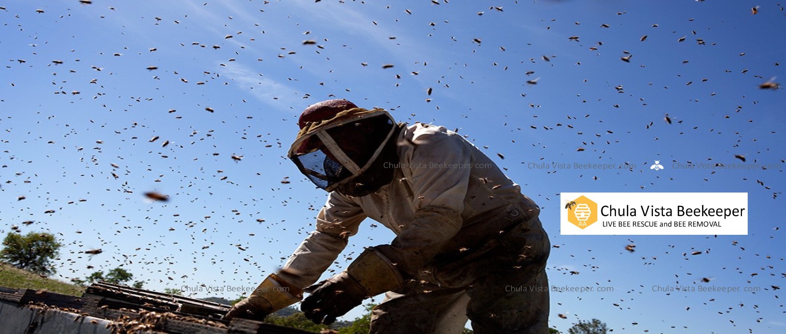 Chula Vista Beekeeper - Live Bee Removal and Bee Rescue