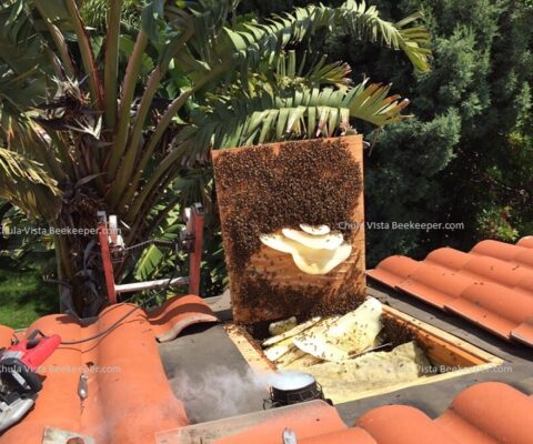 Our Chula Vista Bee Removal Services and Beekeeper